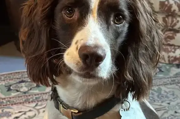 Lost Spaniel: Platteklip Gorge, Cape Town