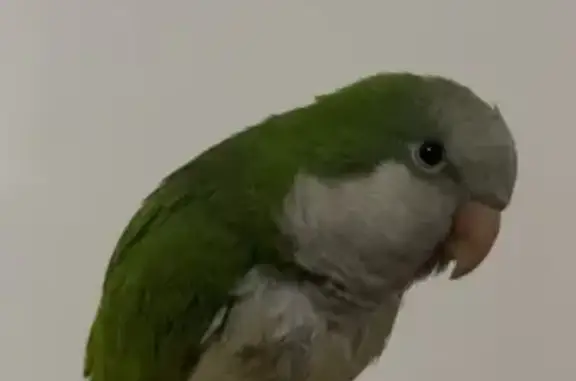 Lost Green Quaker Parrot - Central Coast