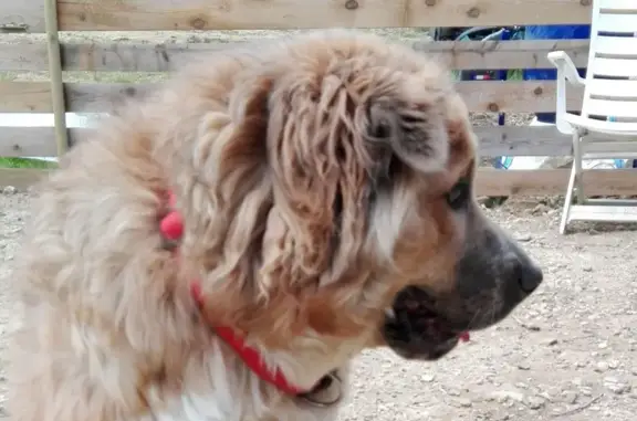 Chienne beige disparue près de Montélimar - photo