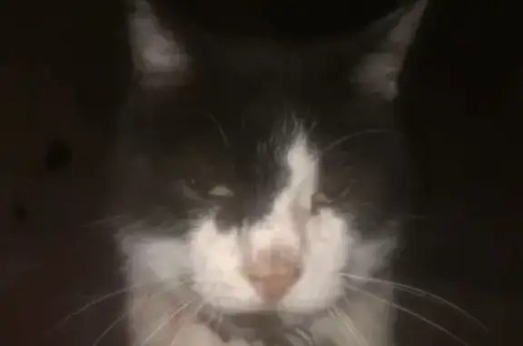Chat perdu, Nexon, photo: Chatte blanche et noire disparue à Nexon