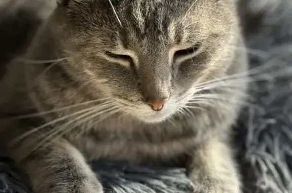 Chat perdu, mâle, sociable, St-Lô - photo