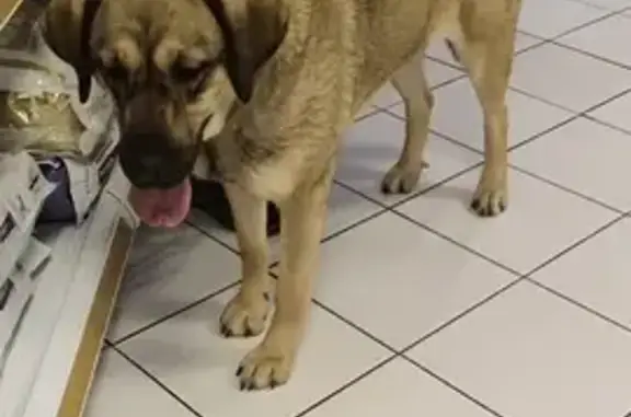 Chienne docile trouvée à Nîmes - photo