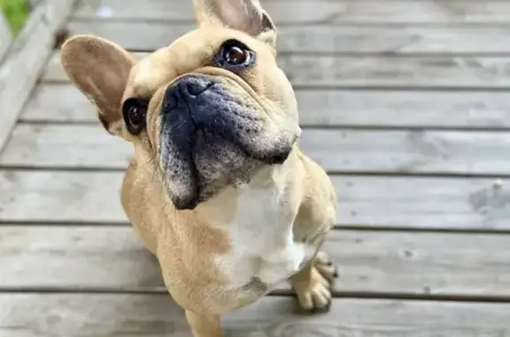 Chien perdu Avrillé, photo : Chienne Ouchka disparue à Avrillé