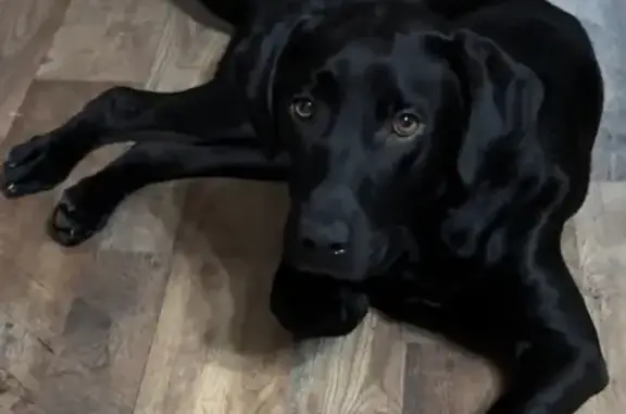 Help Rehome Lost Black Lab in Baconton!