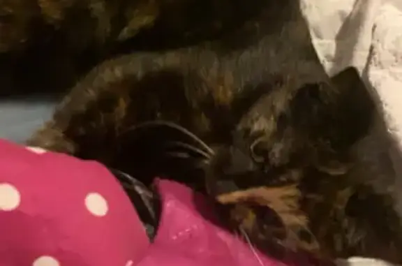 Animaux perdus Tomblaine, photo: Chatte de 6 mois disparue à Tomblaine