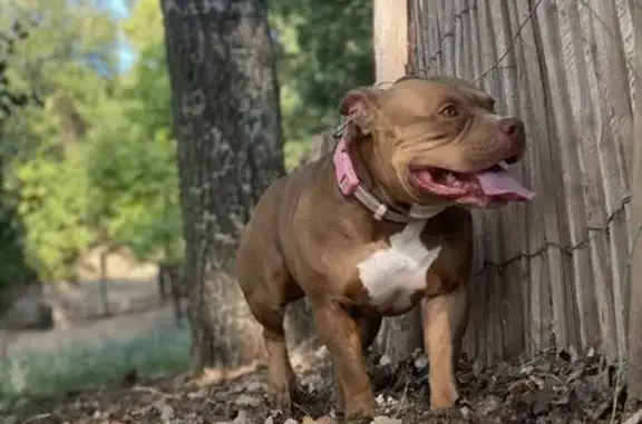 Chien perdu Montpellier, photo : Chienne bully perdue à Montpellier