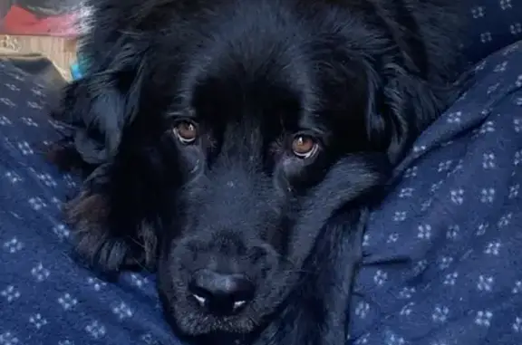 Lost Dog: Large Black Newfoundlander Mix