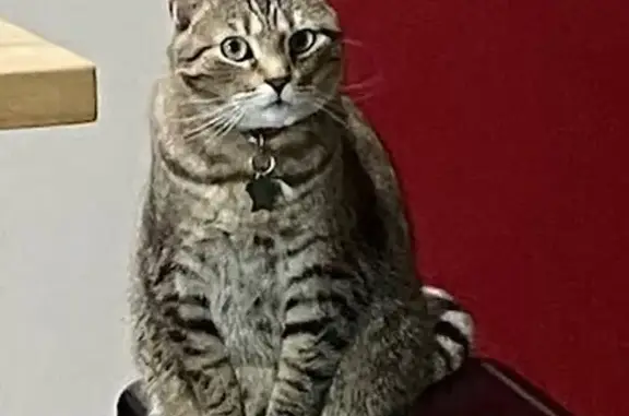 Lost Tabby Cat: Friendly, Food-Motivated