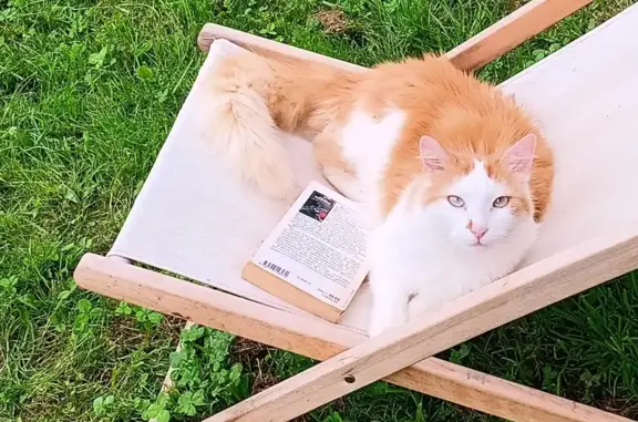 Animaux perdus Saint-Jean-de-Bournay, photo: Chat perdu : Chance, harnais bleu, Isère 38