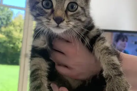 Chatonne tigrée cherche nouvelle famille - photo