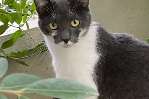 Chatte grise et blanche trouvée à Saint-Gratien - photo