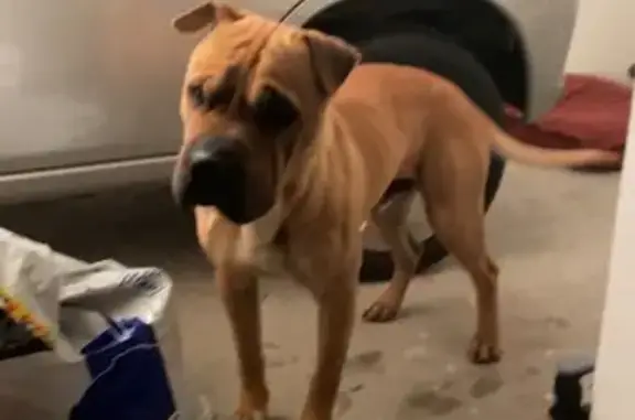 Chien trouvé à Villeneuve-sur-Lot - photo