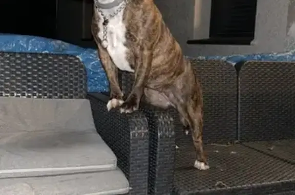 Chien perdu , photo : Staffie bringé 2 ans perdu à Lempaut