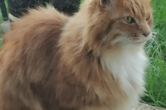 Chat disparu à Saint-Pierre-en-Auge - photo