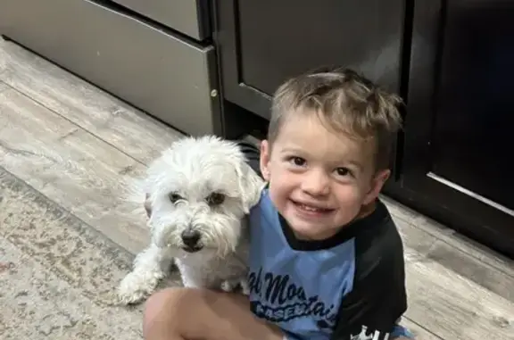 Lost Maltipoo: White, 12 lbs, Rigby Area