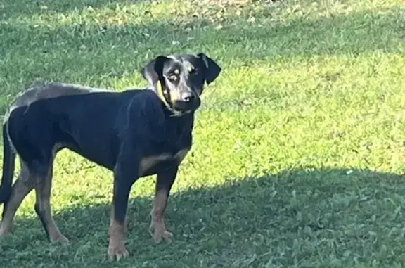 Chien apeuré avec collier jaune à Laps - photo
