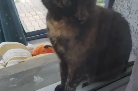 Chatte écaille trouvée, très sociable - photo