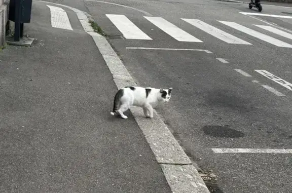 Chat trouvé peureux, blanc tacheté, Mulhouse - photo