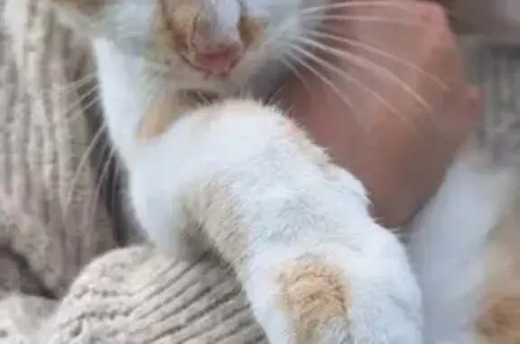 Chat roux et blanc trouvé à Béguey - photo