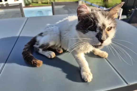 Animaux trouvés Verny, photo: Chat blanc/noir blessé trouvé à Verny