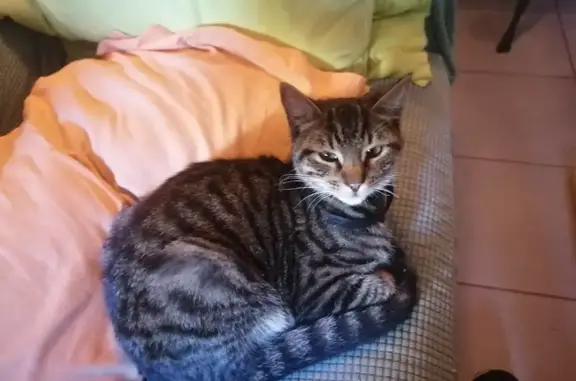 Jeune chat tigré trouvé à Toulouse - photo