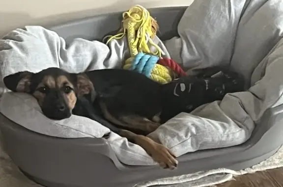 Animaux trouvés , photo: Chiot noir et marron trouvé à Figaretto