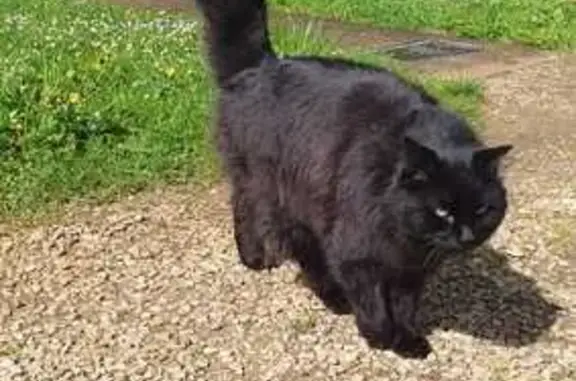Animaux perdus , photo: Chat disparu : Orso, mâle sociable à poils longs