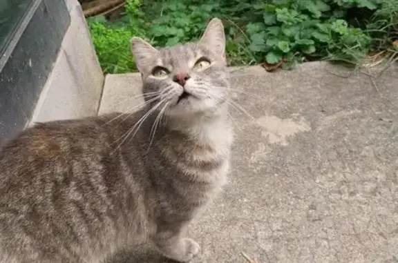 Chat trouvé Grenoble, photo: Jeune chatte grise trouvée à Grenoble