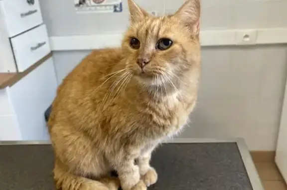 Animaux perdus Compiègne, photo: Chatte âgée et fragile perdue à Compiègne