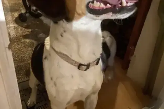 Chien trouvé Lourmarin, photo: Beagle mâle docile trouvé à Lourmarin