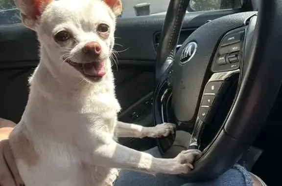 Lost White Chihuahua - Selma Area