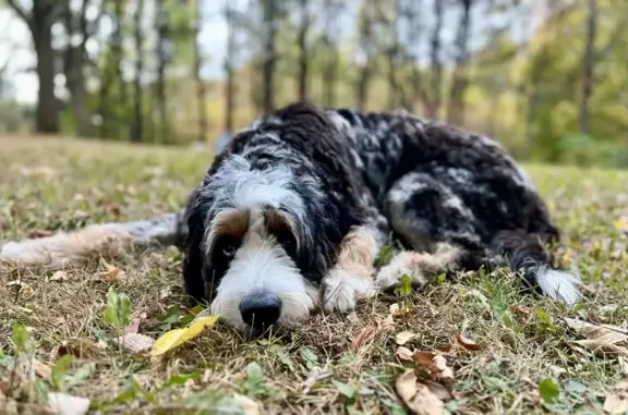 Lost Bernese Labradoodle in Otsego Area