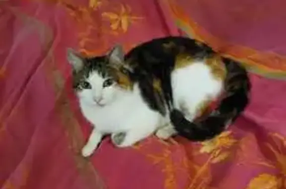 Animaux perdus Paris, photo: Chat tricolore d'un an disparu à Paris