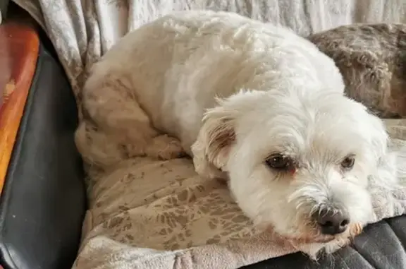 Chien perdu , photo : Bichon maltais perdu à Chenereilles