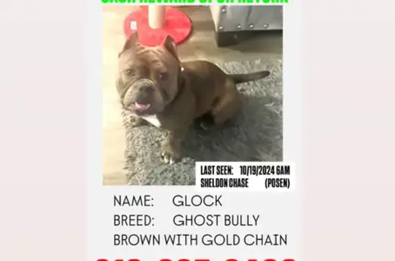 Lost Male American Bully in Posen Place