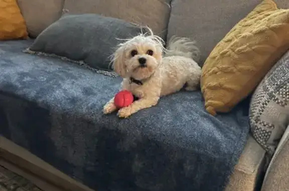 Lost White Cavachon in PA - Help Find!