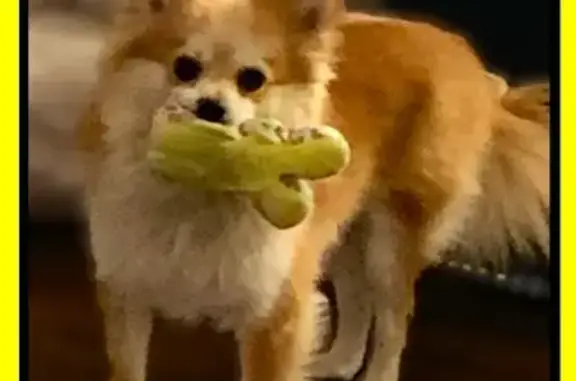 Lost Pomeranian Rio in Kansas City