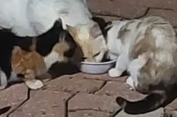 Chatte adulte trouvée, blanche et marron - photo
