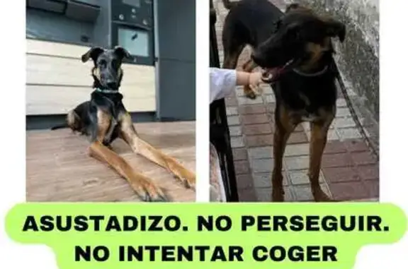 Perro Perdido: Visto en Parque María de Austria