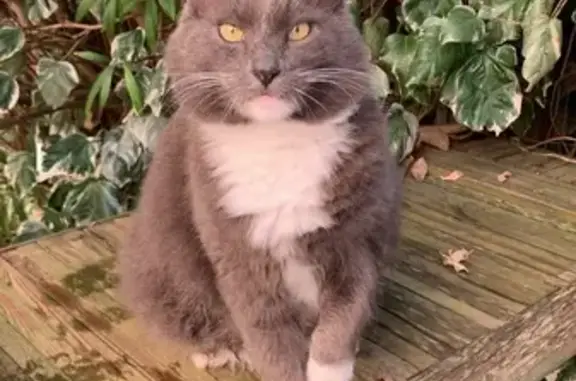 Chat mâle gris-blanc trouvé à Salon-de-Provence - photo