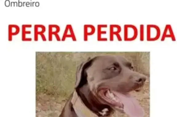 Perro Labrador Perdido en Lugo: Mancha Blanca