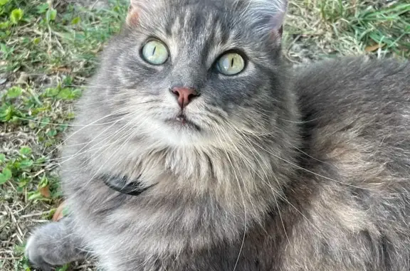 Chat perdu, Guérande, photo: Chatte grise Aimy perdue à Guérande