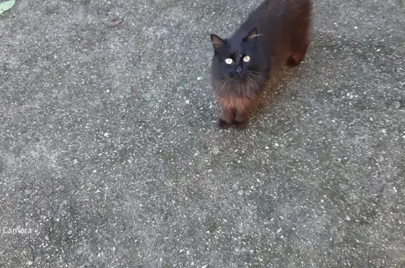Chat trouvé : noir/marron, poils longs, Cahors - photo