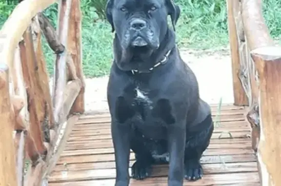 Chien perdu Châteauneuf-les-Martigues, photo : Cane corso noire perdue à Châteauneuf