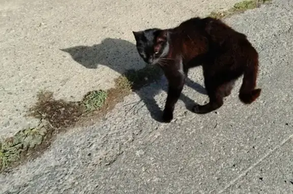 Chat européen noir trouvé à Romillé - photo