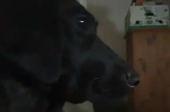 Chien trouvé Crevin, photo: Braque allemand trouvé avec collier à Crevin