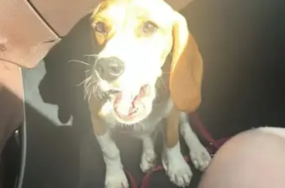 Beagle perdu Rue du Petit Sillery - photo