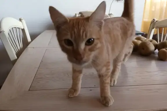 Chat roux trouvé avec collier à Rillieux - photo
