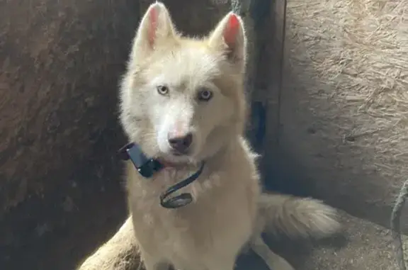 Chien trouvé Guichainville, photo: Husky beige trouvé avec collier rouge