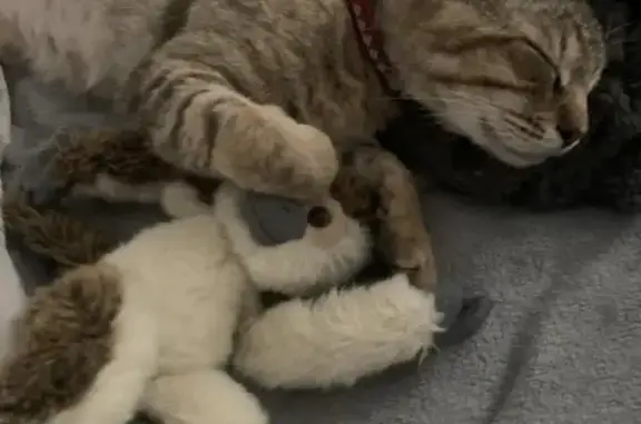 Chat perdu, Bastia, photo: Chat mâle castré 4 ans perdu à Bastia